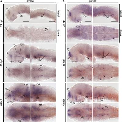 Loss-of-Function Models of the Metabotropic Glutamate Receptor Genes Grm8a and Grm8b Display Distinct Behavioral Phenotypes in Zebrafish Larvae (Danio rerio)